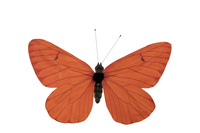 Butterfly,