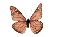 Butterfly,