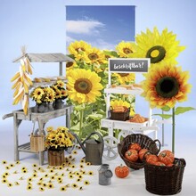Zonnenbloemen 26.jpg