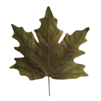 "Artificial maple leaf XXL 78 x 73 cm, plastic"