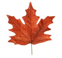 "Artificial maple leaf XXL 78 x 73 cm, plastic"