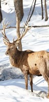 Banner Rendier XXL